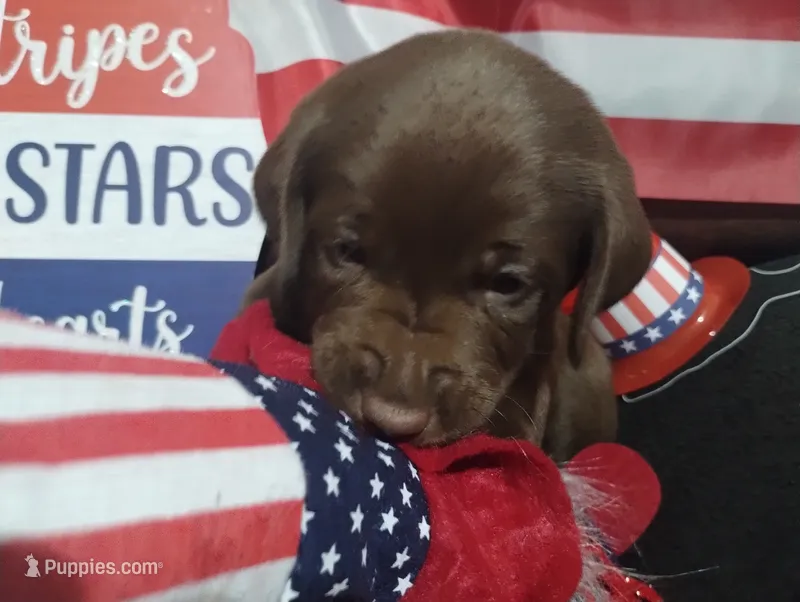 Padme Amidala  – Labrador Retriever puppy for sale in Glendale, AZ