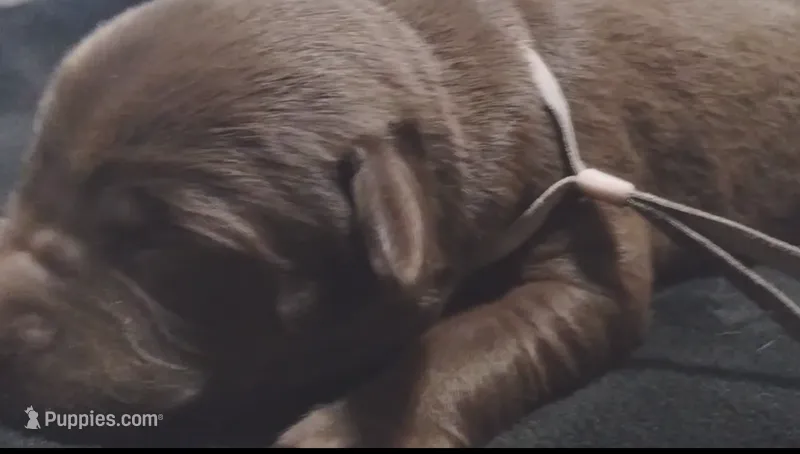 Leia  – Labrador Retriever puppy for sale in Glendale, AZ