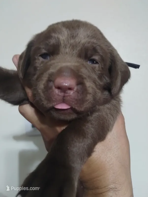 Rey – Labrador Retriever puppy for sale in Glendale, AZ