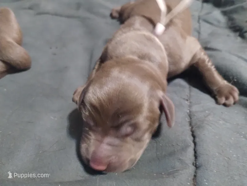 Leia  – Labrador Retriever puppy for sale in Glendale, AZ