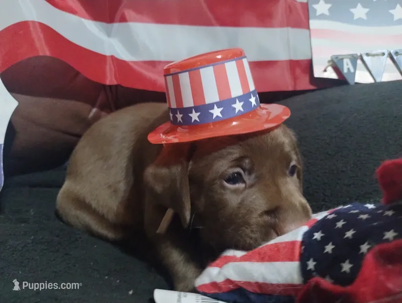 Leia  – Labrador Retriever puppy for sale in Glendale, AZ