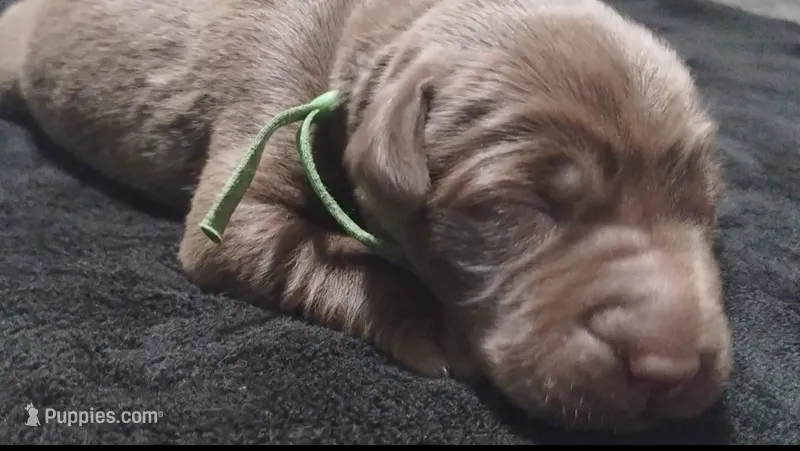 Grogu – Labrador Retriever puppy for sale in Glendale, AZ