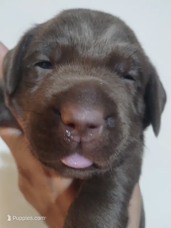 Grogu – Labrador Retriever puppy for sale in Glendale, AZ