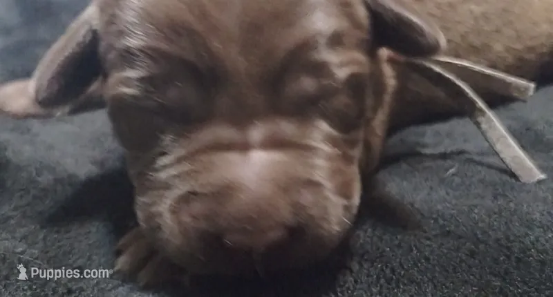 Anakin  – Labrador Retriever puppy for sale in Glendale, AZ