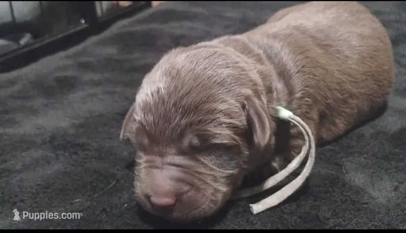 Ahsoka  – Labrador Retriever puppy for sale in Glendale, AZ