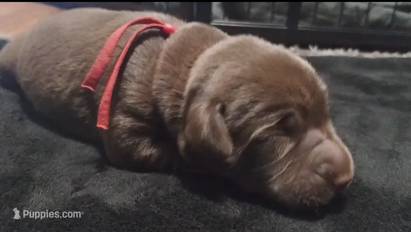 Padme Amidala  – Labrador Retriever puppy for sale in Glendale, AZ