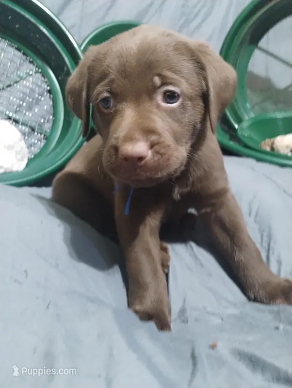 Han Solo  – Labrador Retriever puppy for sale in Glendale, AZ