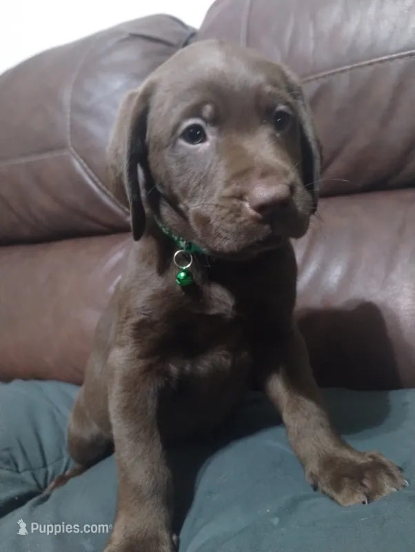 Grogu – Labrador Retriever puppy for sale in Glendale, AZ