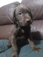 Grogu, a male Labrador Retriever for sale in Glendale, AZ – 1 of 1