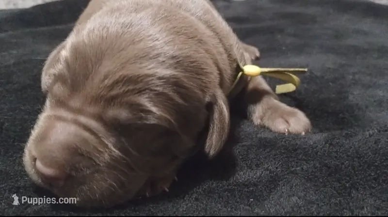 Mando – Labrador Retriever puppy for sale in Glendale, AZ