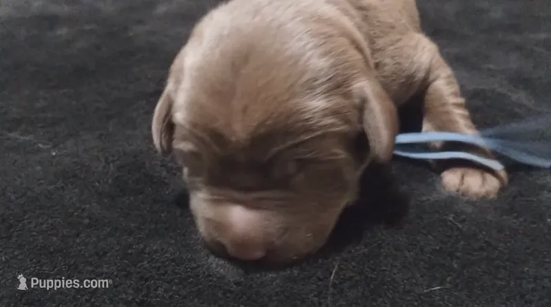 Han Solo  – Labrador Retriever puppy for sale in Glendale, AZ