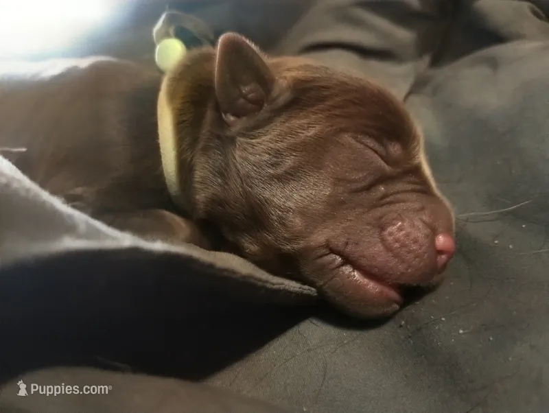 Ahsoka  – Labrador Retriever puppy for sale in Glendale, AZ