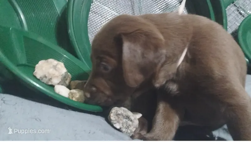 Leia  – Labrador Retriever puppy on hold in Glendale, AZ