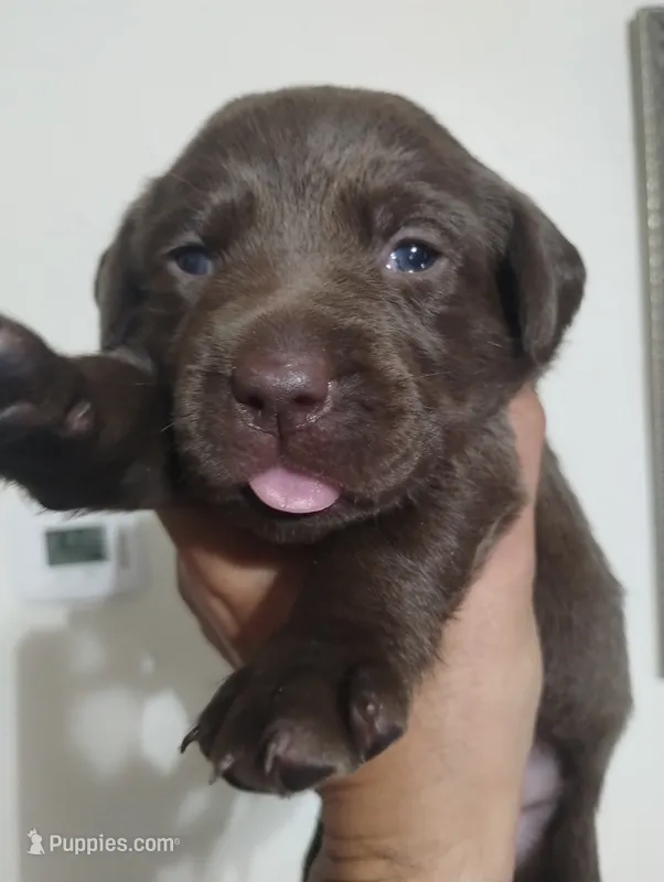 Ahsoka  – Labrador Retriever puppy for sale in Glendale, AZ