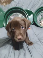 Chewie, a male Labrador Retriever for sale in Glendale, AZ – 4 of 4