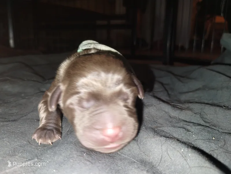 Anakin  – Labrador Retriever puppy for sale in Glendale, AZ