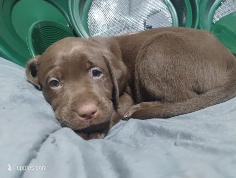 Grogu – Labrador Retriever puppy for sale in Glendale, AZ