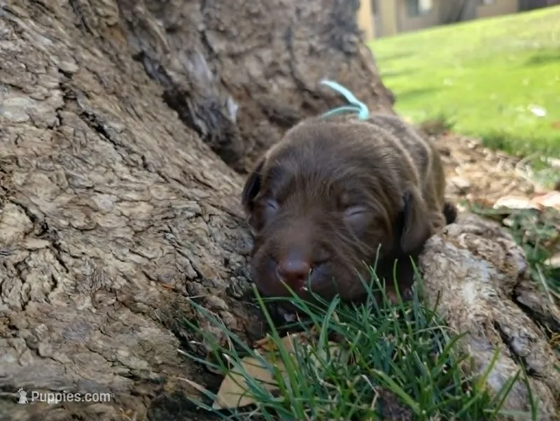 Ahsoka  – Labrador Retriever puppy for sale in Glendale, AZ