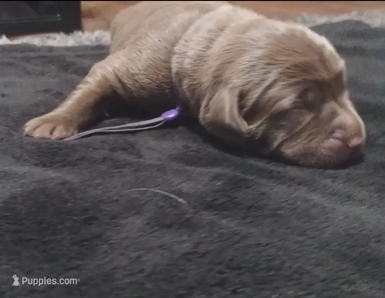 Rey – Labrador Retriever puppy for sale in Glendale, AZ