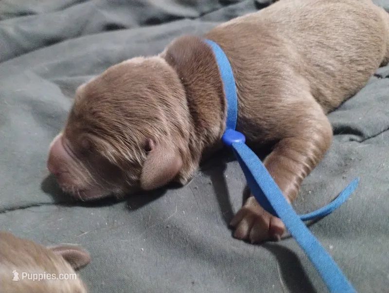 Han Solo  – Labrador Retriever puppy for sale in Glendale, AZ