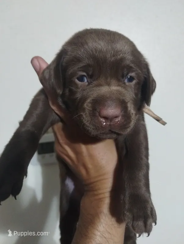 Leia  – Labrador Retriever puppy for sale in Glendale, AZ