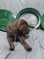Anakin , a male Labrador Retriever for sale in Glendale, AZ – 4 of 6