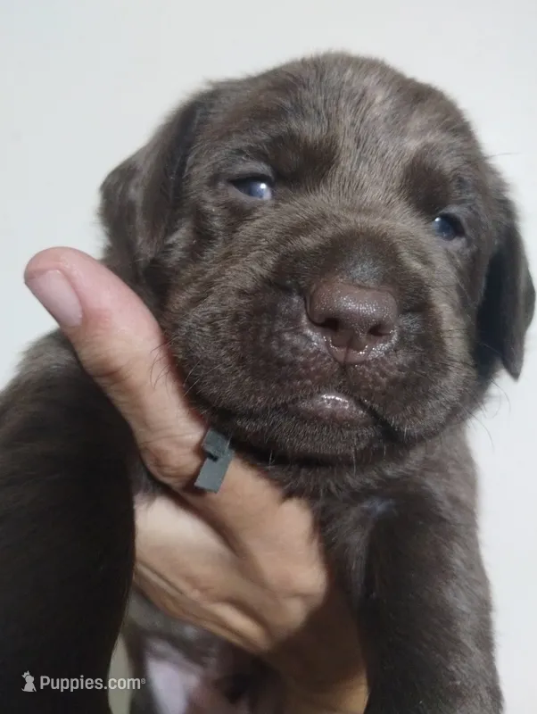 Anakin  – Labrador Retriever puppy for sale in Glendale, AZ