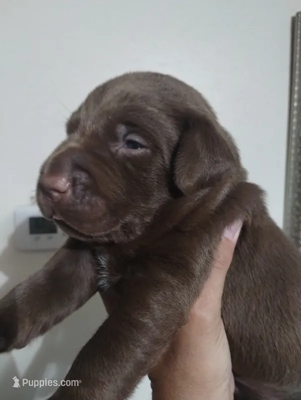 Chewie – Labrador Retriever puppy for sale in Glendale, AZ