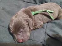 Grogu, a male Labrador Retriever for sale in Glendale, AZ – 1 of 2