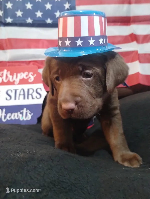 Han Solo  – Labrador Retriever puppy for sale in Glendale, AZ