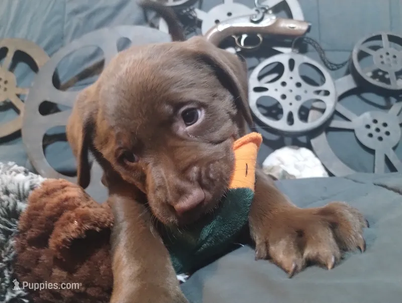 Mando – Labrador Retriever puppy for sale in Glendale, AZ