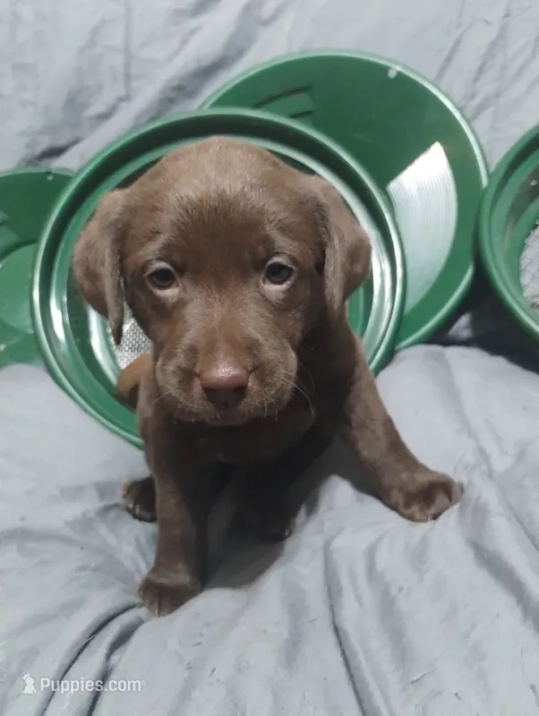 Ahsoka  – Labrador Retriever puppy for sale in Glendale, AZ