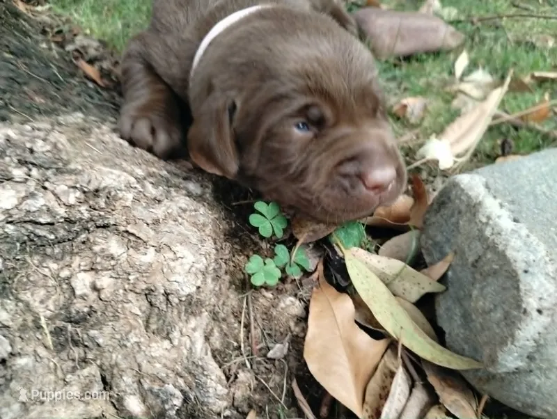 Leia  – Labrador Retriever puppy for sale in Glendale, AZ
