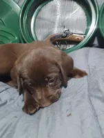 Leia , a female Labrador Retriever for sale in Glendale, AZ – 2 of 6