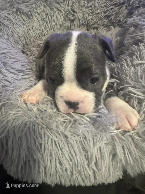 Purple girl – Boston Terrier puppy for sale in Shelby, AL