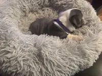 Purple girl, a female Boston Terrier for sale in Shelby, AL – Photo 3 of 3