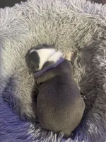 Purple girl, a female Boston Terrier for sale in Shelby, AL – Photo 2 of 3