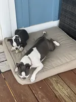 Max & Molly, a female Boston Terrier for sale in Shelby, AL – 1 of 3