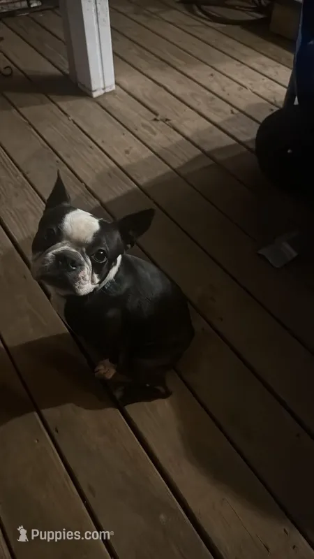 Max – Boston Terrier puppy for sale in Shelby, AL