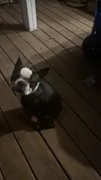 Max, a male Boston Terrier for sale in Shelby, AL – 1 of 2