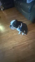 Max, a male Boston Terrier for sale in Shelby, AL – 2 of 2