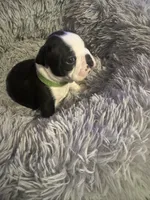 Spunky, a male Boston Terrier for sale in Shelby, AL – Photo 8 of 9