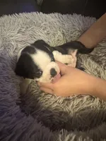 Spunky, a male Boston Terrier for sale in Shelby, AL – Photo 6 of 9