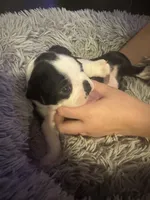 Spunky, a male Boston Terrier for sale in Shelby, AL – Photo 7 of 9