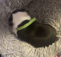 Spunky, a male Boston Terrier for sale in Shelby, AL – Photo 4 of 9