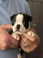 Spunky, a male Boston Terrier for sale in Shelby, AL – Photo 1 of 9