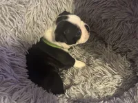 Spunky, a male Boston Terrier for sale in Shelby, AL – Photo 5 of 9