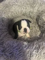 Spunky, a male Boston Terrier for sale in Shelby, AL – Photo 9 of 9