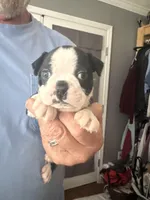 Spunky, a male Boston Terrier for sale in Shelby, AL – Photo 3 of 9