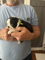 Spunky, a male Boston Terrier for sale in Shelby, AL – Photo 2 of 9